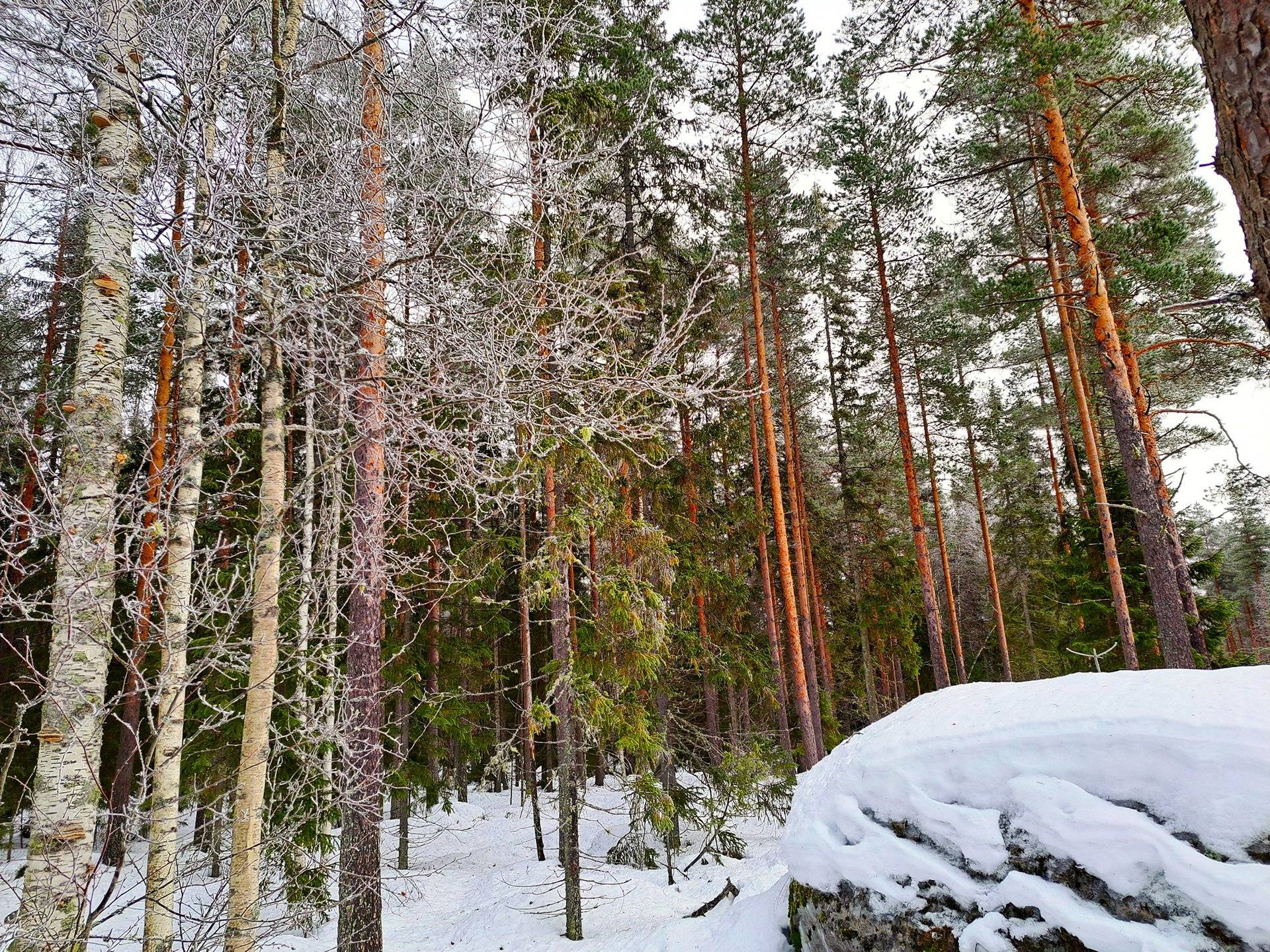 Alahärmä Makkarus/Keskikylä HOLMA 7:43 metsäpalsta 11,0 ha 6