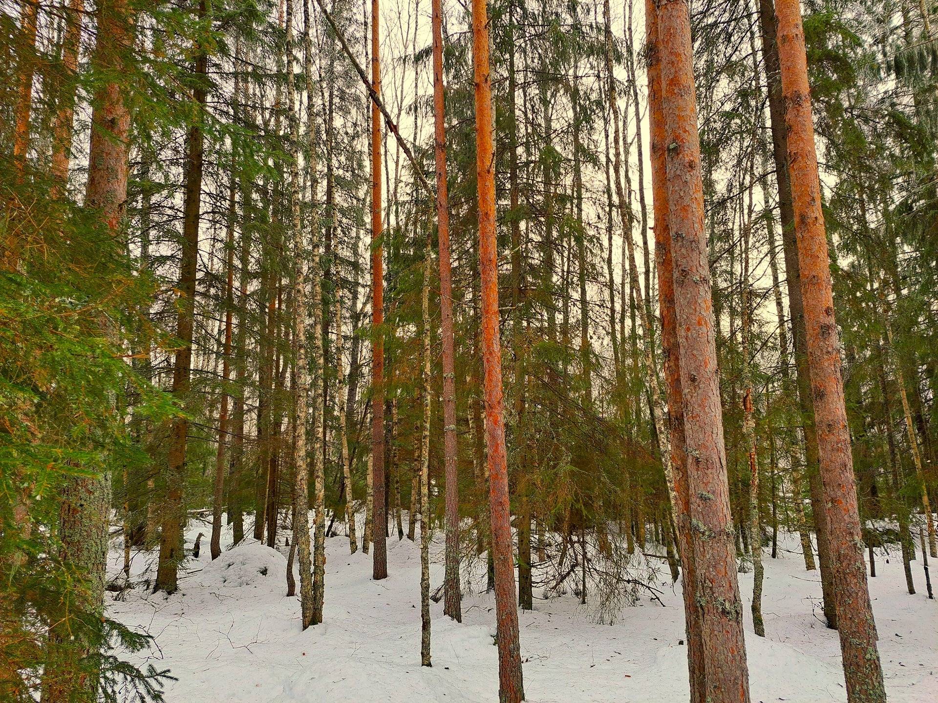Alahärmä Makkarus/Keskikylä HOLMA 7:43 metsäpalsta 11,0 ha 2