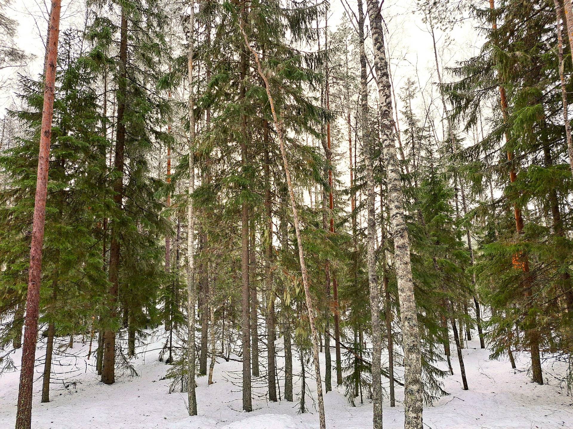 Alahärmä Makkarus/Keskikylä HOLMA 7:43 metsäpalsta 11,0 ha 10