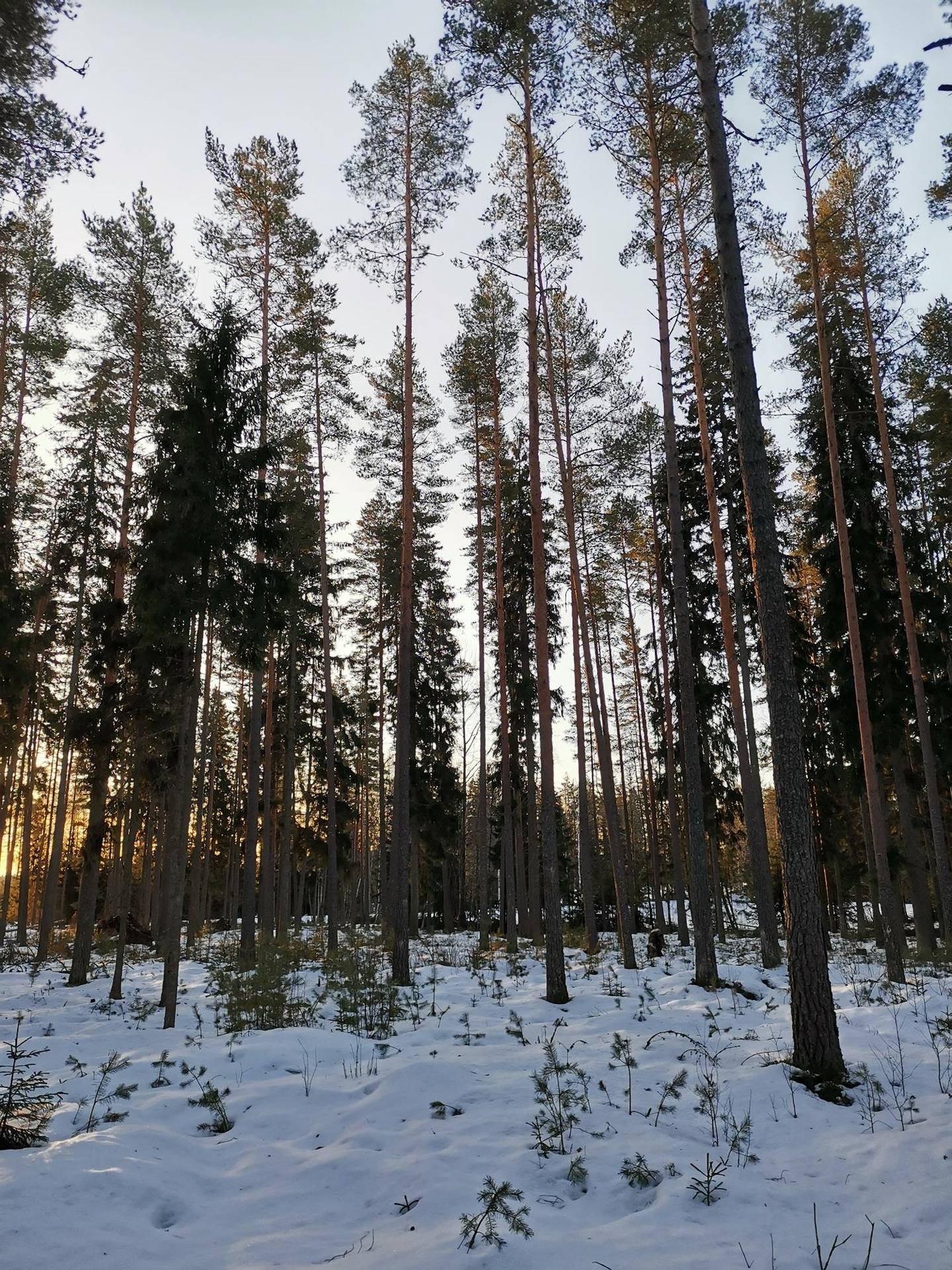 Metsätila 2,264 ha, Pekkala, 684-423-10-115, Rauma, Kodisjoki 3