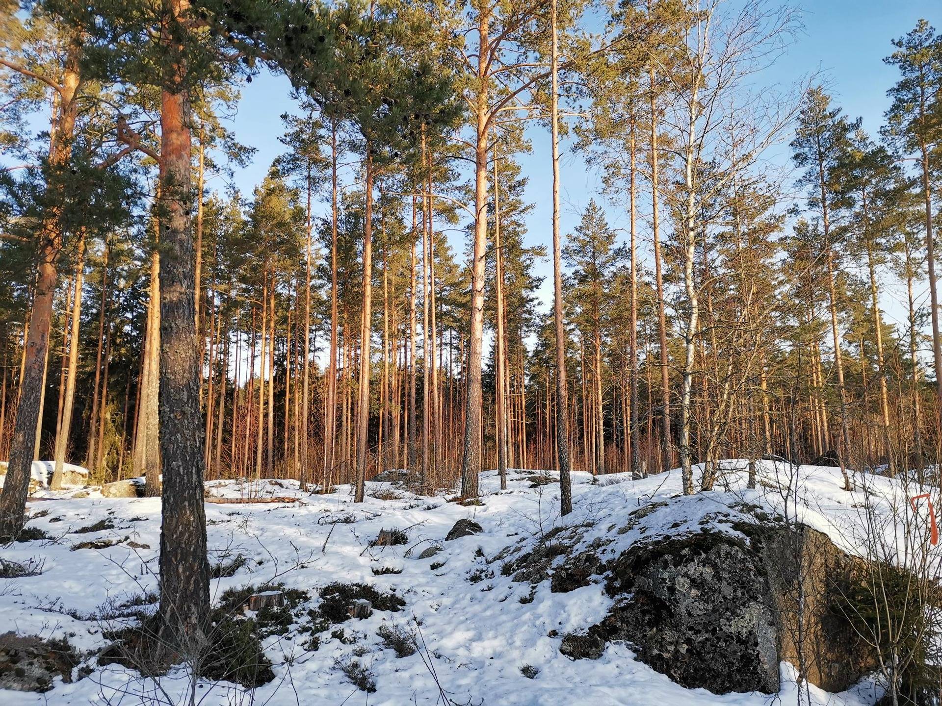 Metsätila 2,264 ha, Pekkala, 684-423-10-115, Rauma, Kodisjoki 1