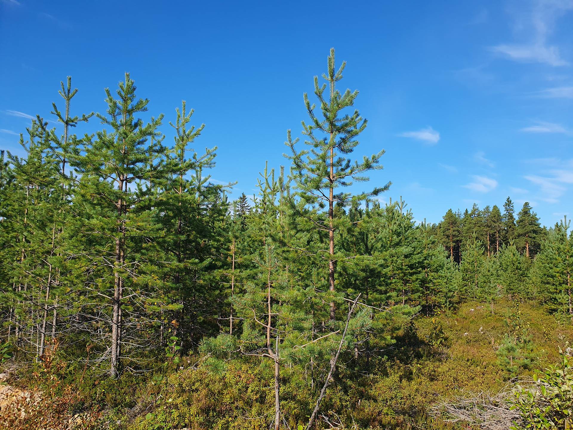 SIERAKANGAS 785-401-5-101, 27,07 ha  metsäkiinteistö Jaalangassa Oulujärven Itärannalla n. 21 km Vaalan taajamasta. 12