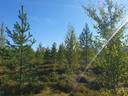 SIERAKANGAS 785-401-5-101, 27,07 ha  metsäkiinteistö Jaalangassa Oulujärven Itärannalla n. 21 km Vaalan taajamasta. 16