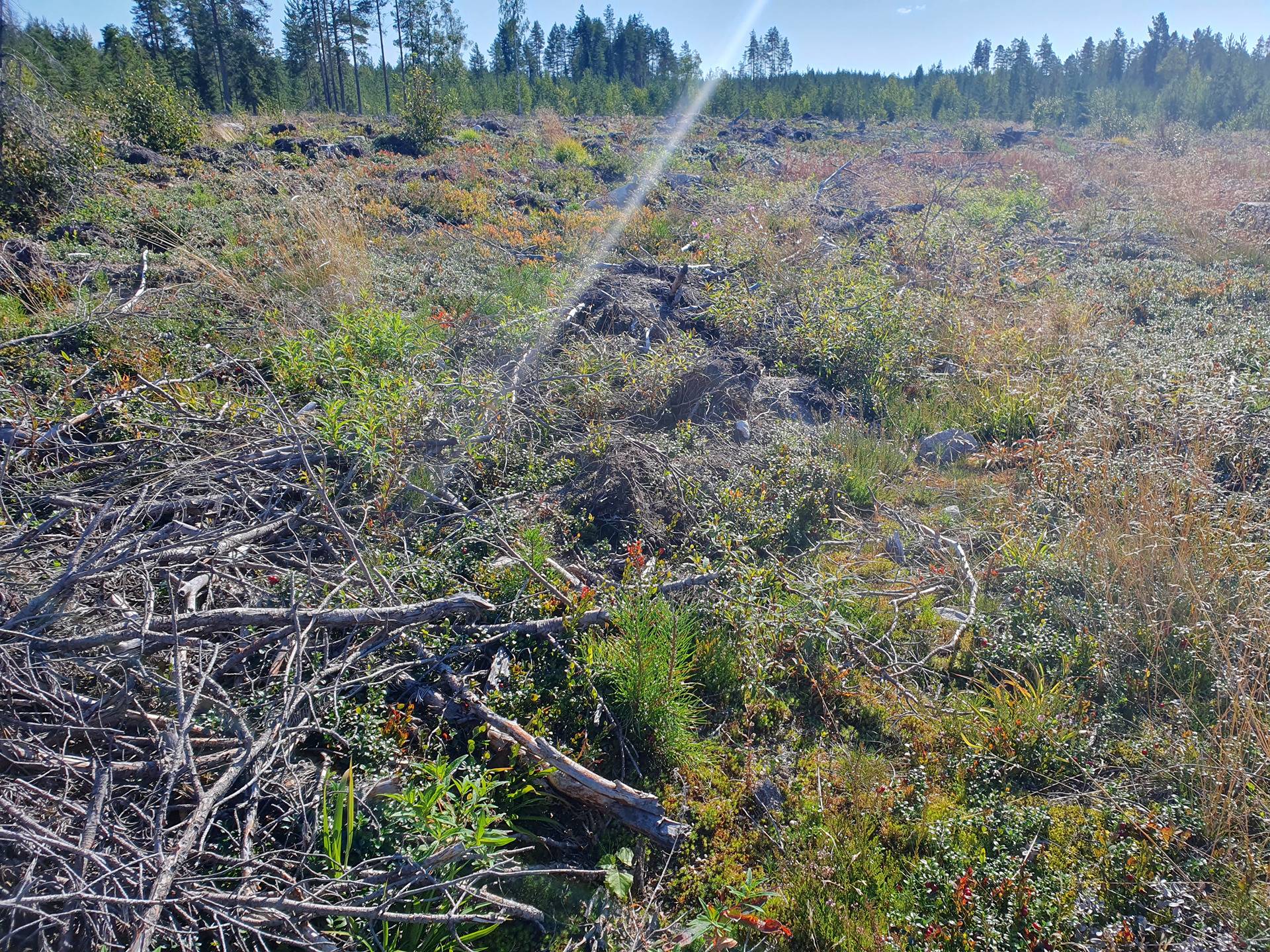 SIERAKANGAS 785-401-5-101, 27,07 ha  metsäkiinteistö Jaalangassa Oulujärven Itärannalla n. 21 km Vaalan taajamasta. 17