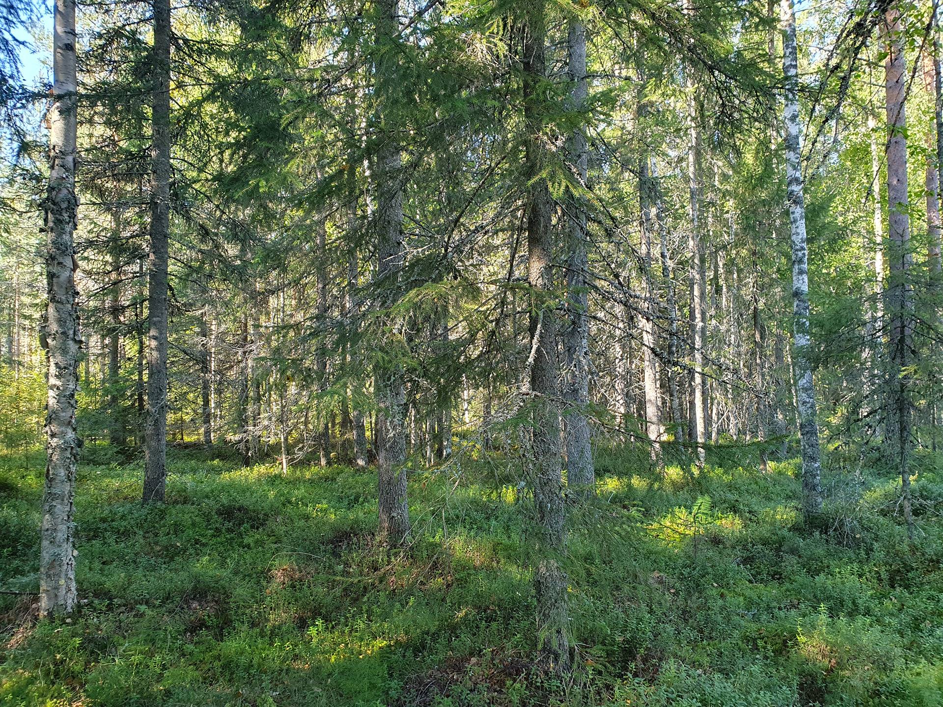 SIERAKANGAS 785-401-5-101, 27,07 ha  metsäkiinteistö Jaalangassa Oulujärven Itärannalla n. 21 km Vaalan taajamasta. 20