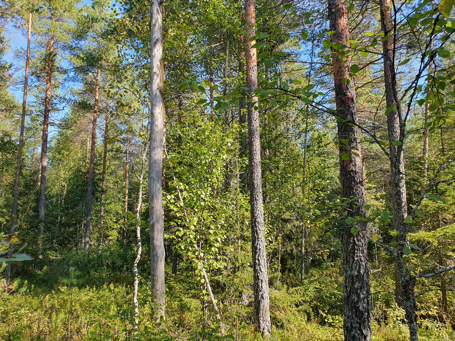 SIERAKANGAS 785-401-5-101, 27,07 ha  metsäkiinteistö Jaalangassa Oulujärven Itärannalla n. 21 km Vaalan taajamasta. 26