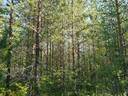 SIERAKANGAS 785-401-5-101, 27,07 ha  metsäkiinteistö Jaalangassa Oulujärven Itärannalla n. 21 km Vaalan taajamasta. 27