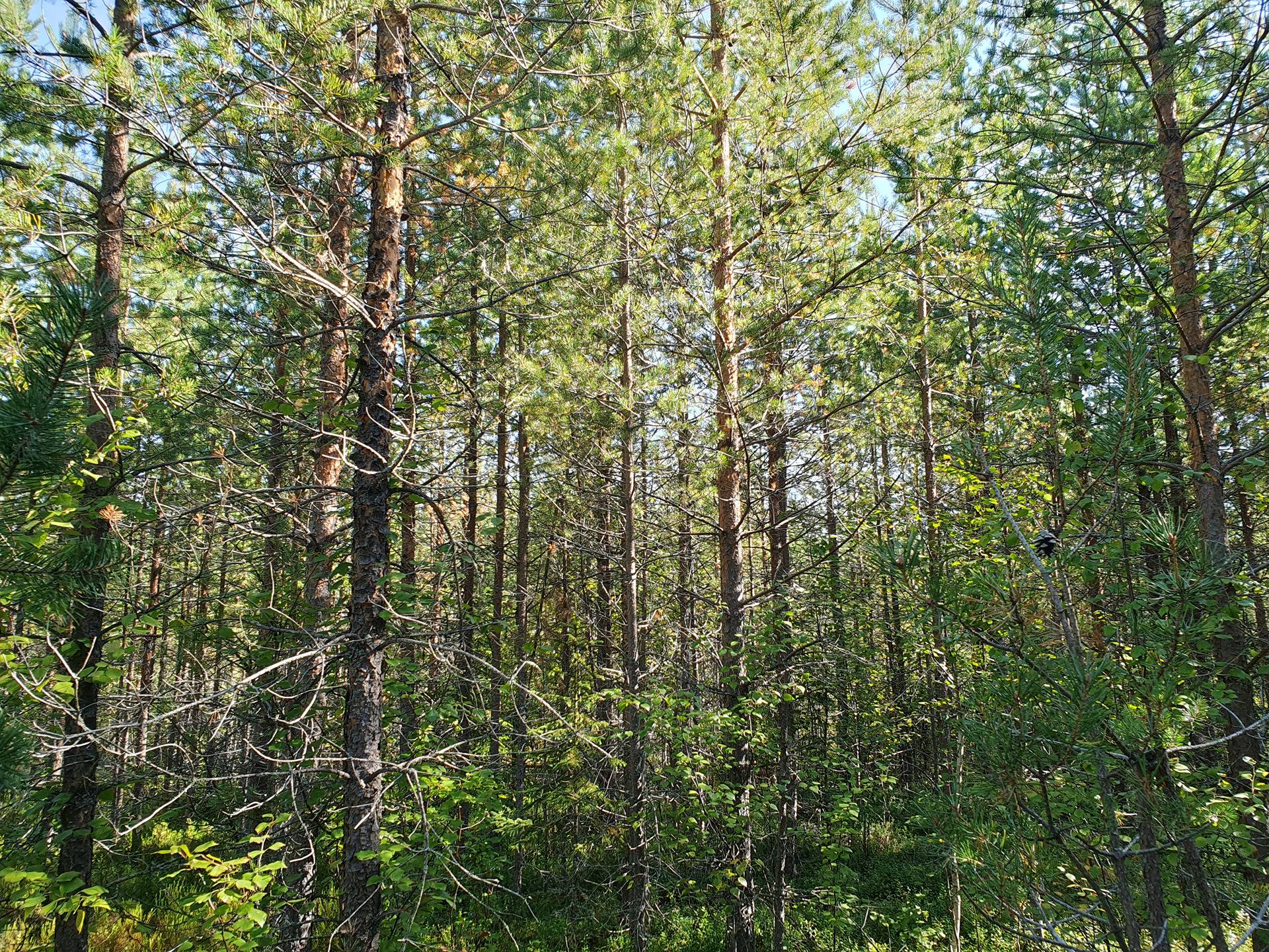 SIERAKANGAS 785-401-5-101, 27,07 ha  metsäkiinteistö Jaalangassa Oulujärven Itärannalla n. 21 km Vaalan taajamasta. 27