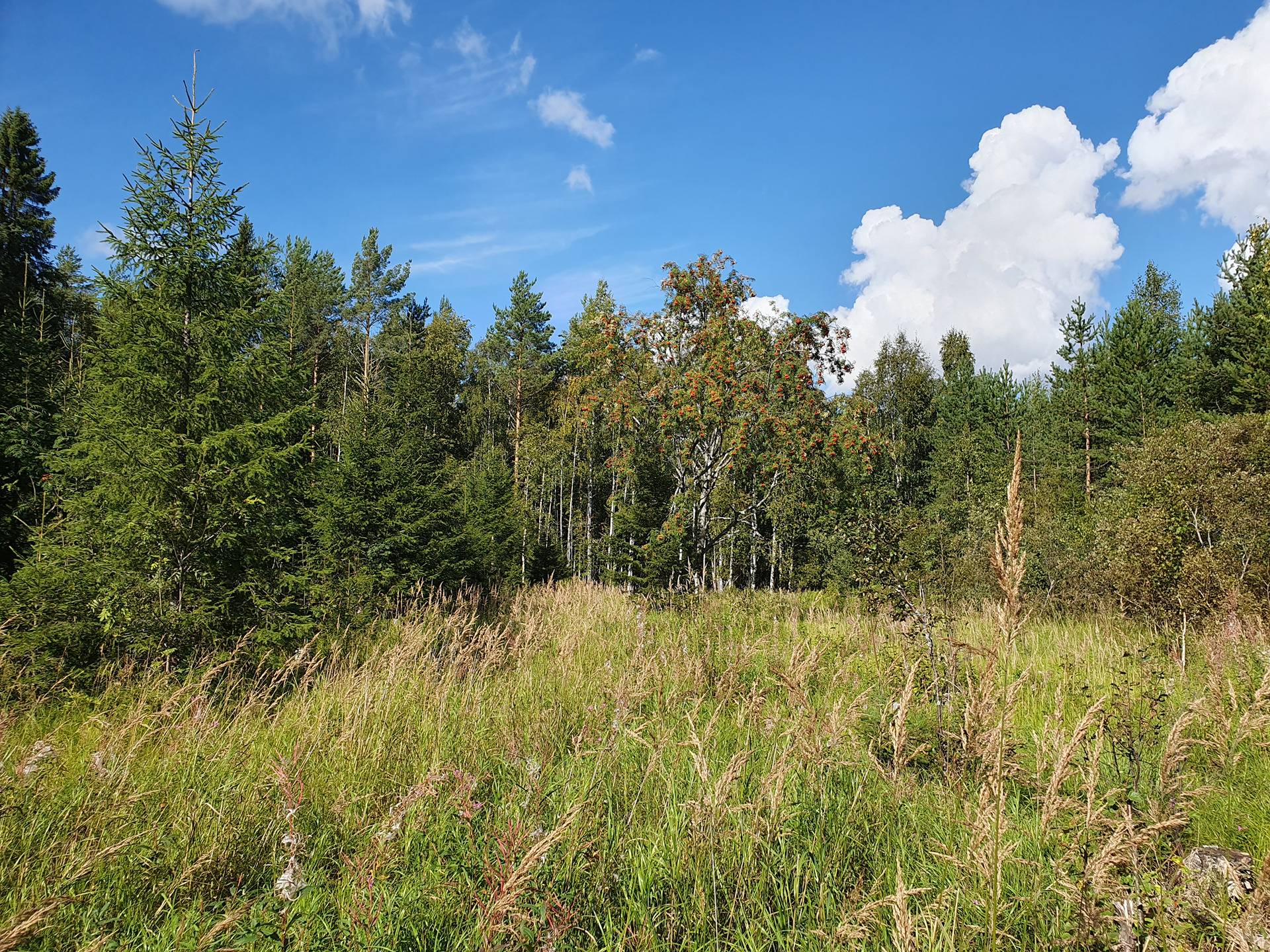 SIERAKANGAS 785-401-5-101, 27,07 ha  metsäkiinteistö Jaalangassa Oulujärven Itärannalla n. 21 km Vaalan taajamasta. 28
