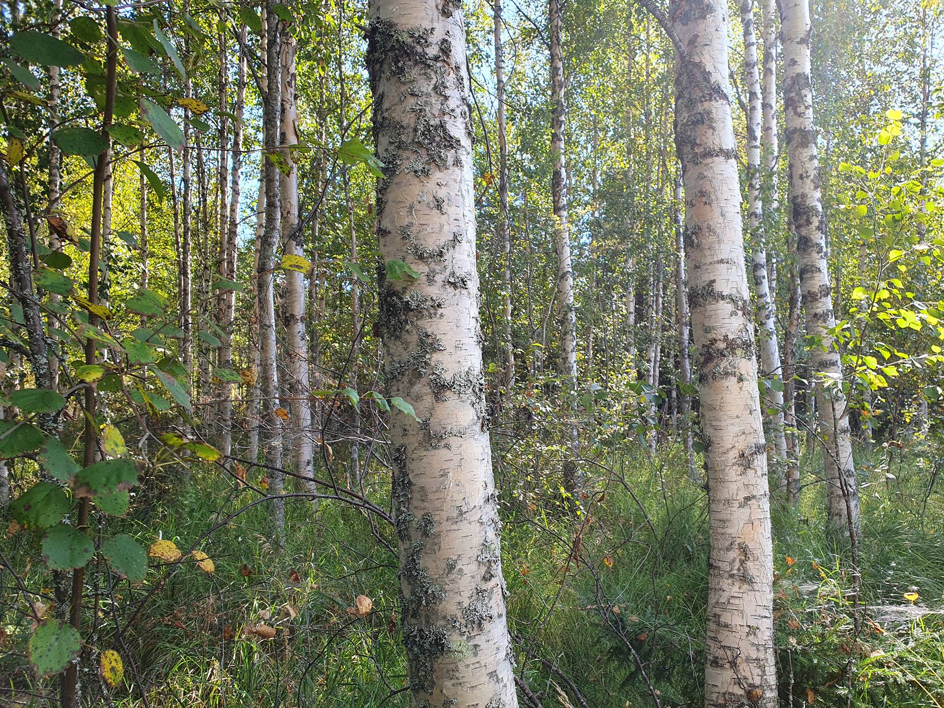 SIERAKANGAS 785-401-5-101, 27,07 ha  metsäkiinteistö Jaalangassa Oulujärven Itärannalla n. 21 km Vaalan taajamasta. 31