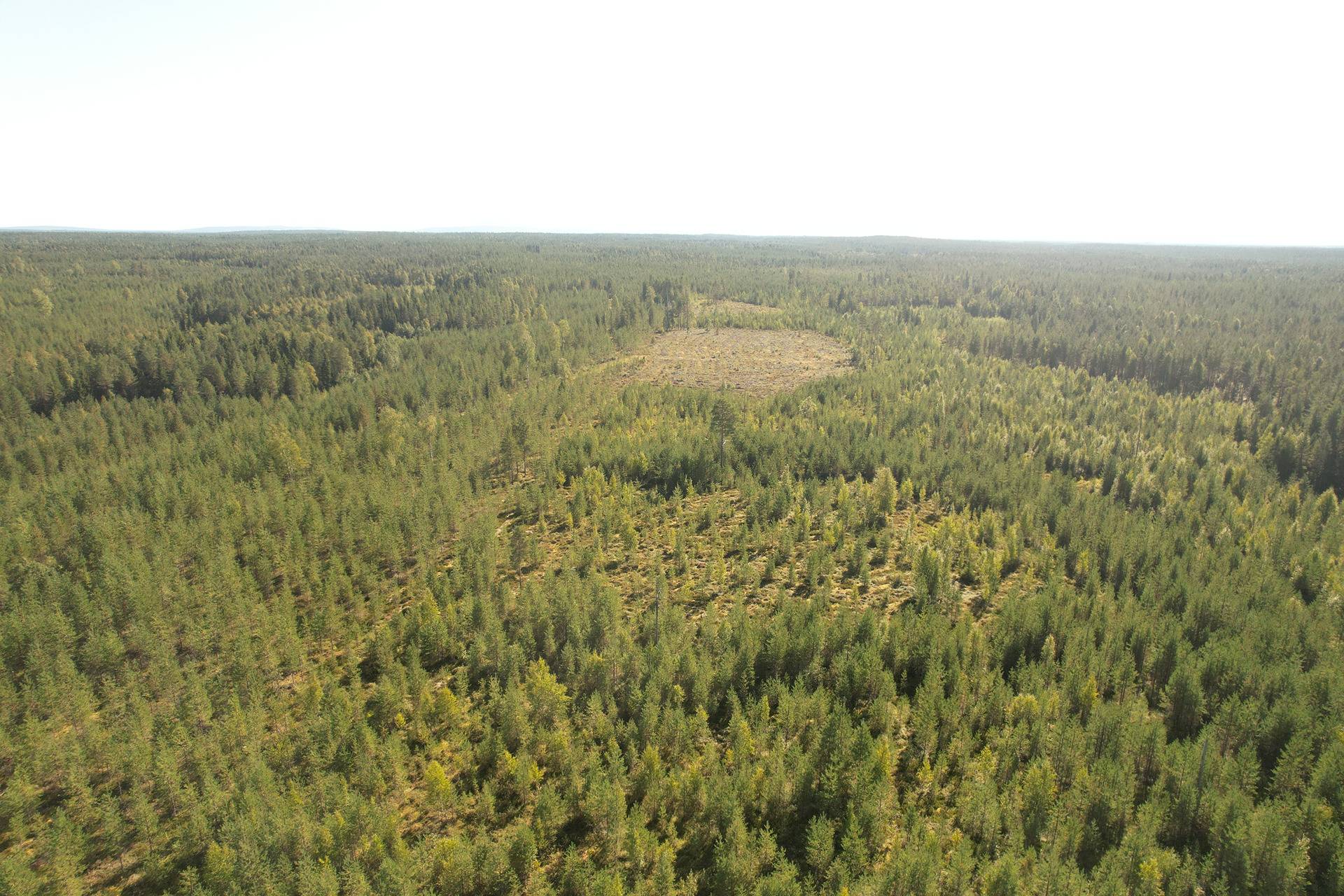 SIERAKANGAS 785-401-5-101, 27,07 ha  metsäkiinteistö Jaalangassa Oulujärven Itärannalla n. 21 km Vaalan taajamasta. 7