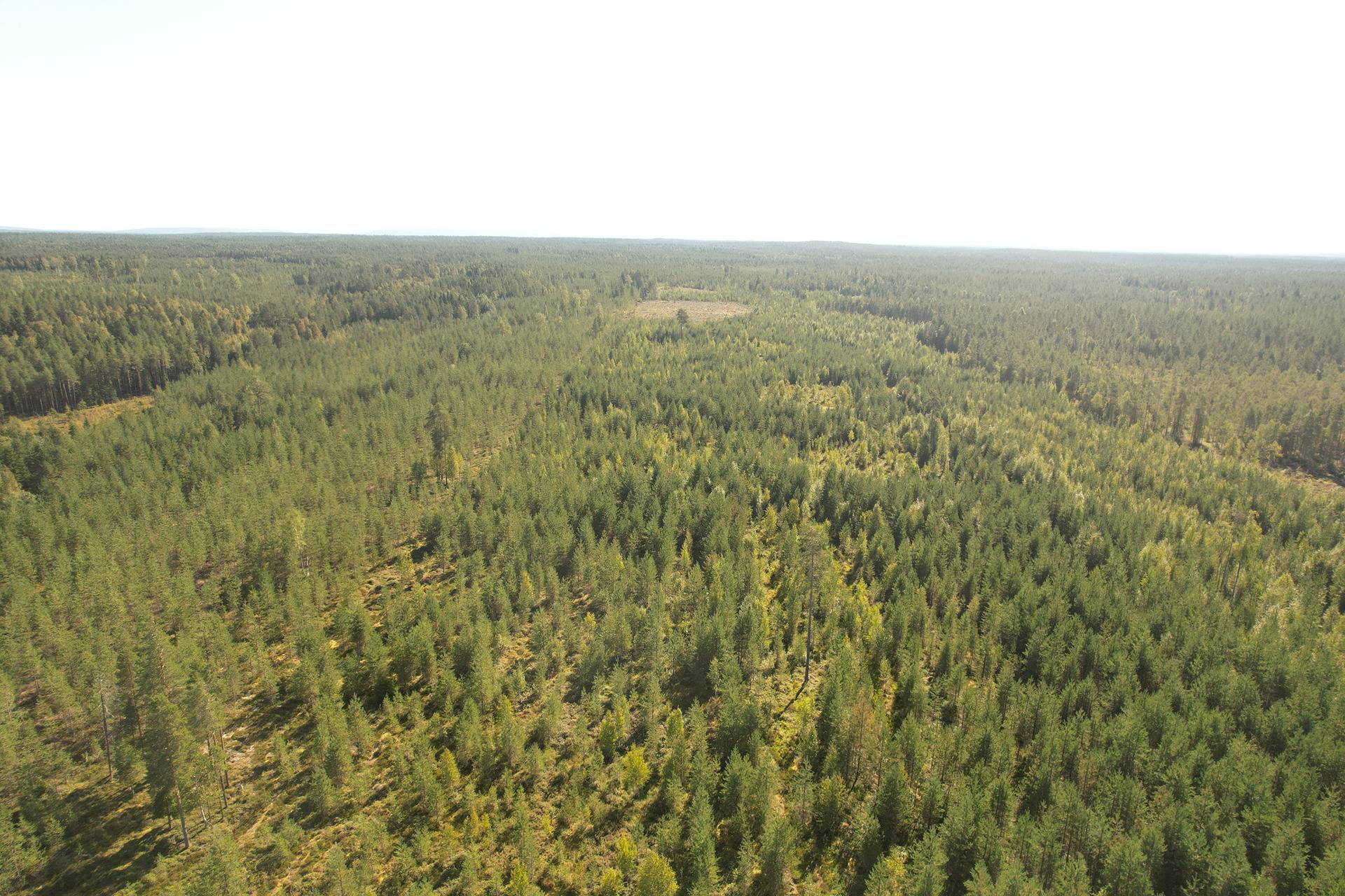 SIERAKANGAS 785-401-5-101, 27,07 ha  metsäkiinteistö Jaalangassa Oulujärven Itärannalla n. 21 km Vaalan taajamasta. 6
