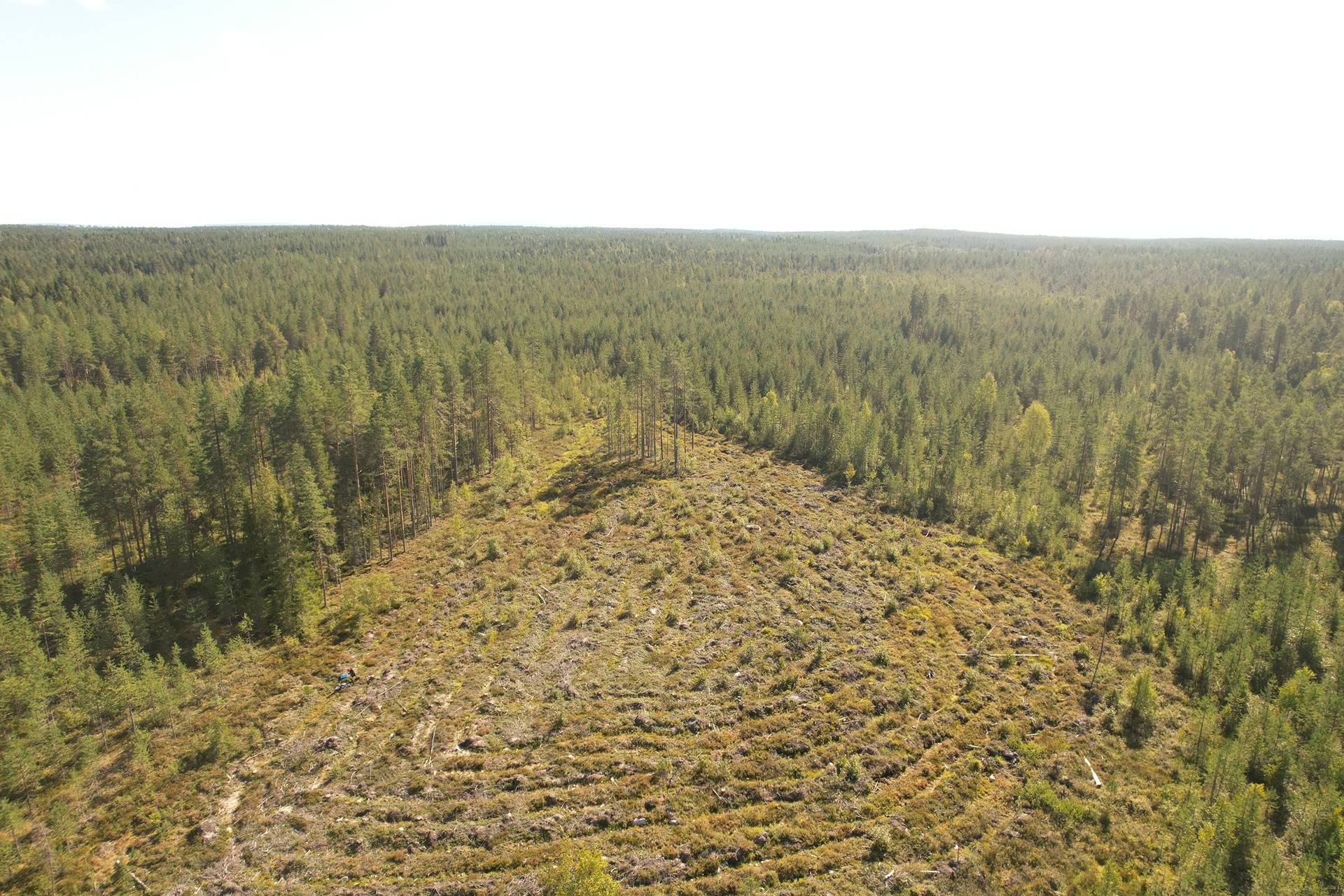 SIERAKANGAS 785-401-5-101, 27,07 ha  metsäkiinteistö Jaalangassa Oulujärven Itärannalla n. 21 km Vaalan taajamasta. 8