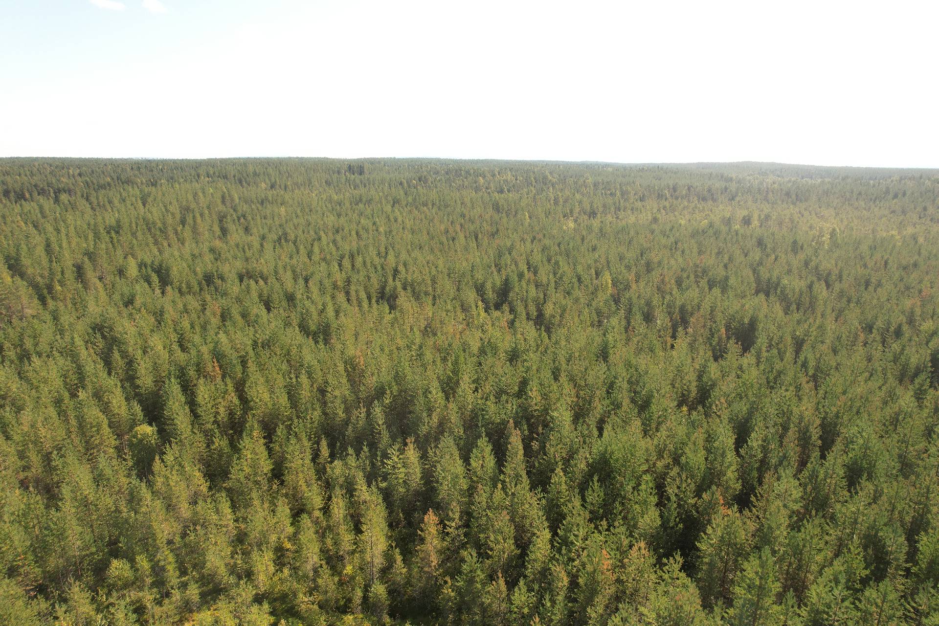 SIERAKANGAS 785-401-5-101, 27,07 ha  metsäkiinteistö Jaalangassa Oulujärven Itärannalla n. 21 km Vaalan taajamasta. 11
