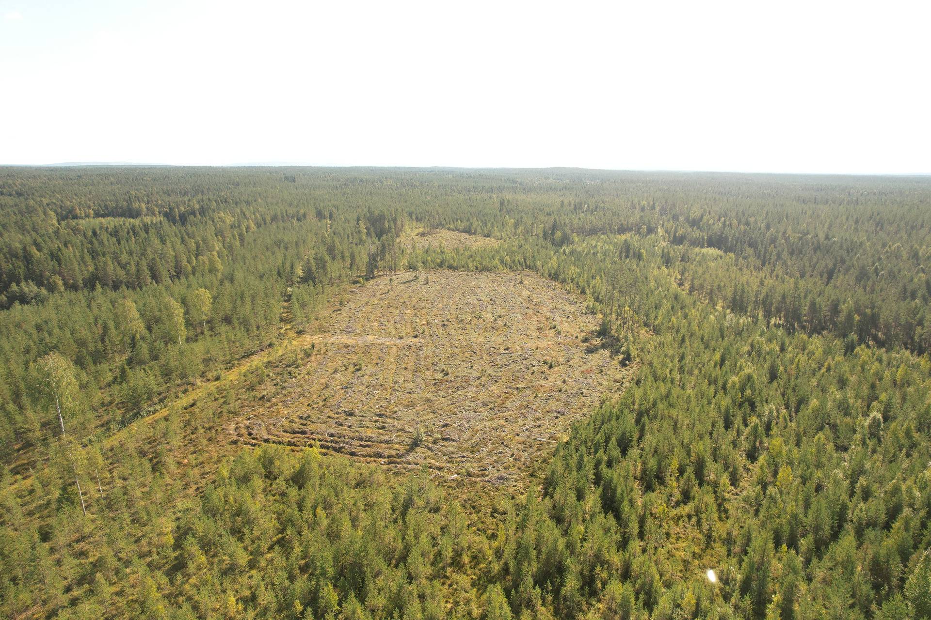 SIERAKANGAS 785-401-5-101, 27,07 ha  metsäkiinteistö Jaalangassa Oulujärven Itärannalla n. 21 km Vaalan taajamasta. 9