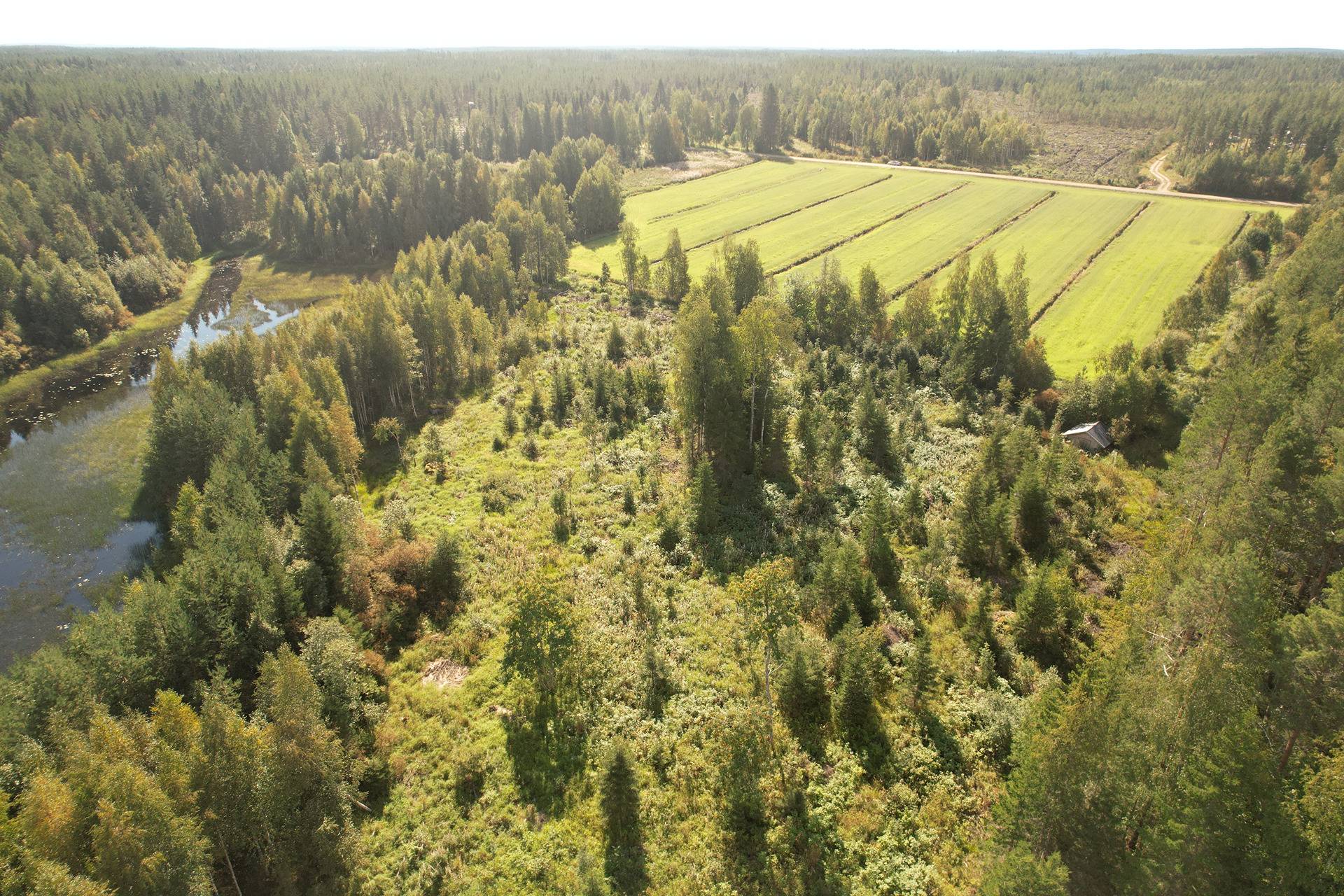 SIERAKANGAS 785-401-5-101, 27,07 ha  metsäkiinteistö Jaalangassa Oulujärven Itärannalla n. 21 km Vaalan taajamasta. 3
