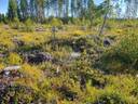 SIERAKANGAS 785-401-5-101, 27,07 ha  metsäkiinteistö Jaalangassa Oulujärven Itärannalla n. 21 km Vaalan taajamasta. 18