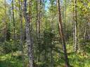 SIERAKANGAS 785-401-5-101, 27,07 ha  metsäkiinteistö Jaalangassa Oulujärven Itärannalla n. 21 km Vaalan taajamasta. 22