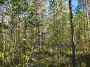 SIERAKANGAS 785-401-5-101, 27,07 ha  metsäkiinteistö Jaalangassa Oulujärven Itärannalla n. 21 km Vaalan taajamasta. 23