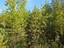 SIERAKANGAS 785-401-5-101, 27,07 ha  metsäkiinteistö Jaalangassa Oulujärven Itärannalla n. 21 km Vaalan taajamasta. 25