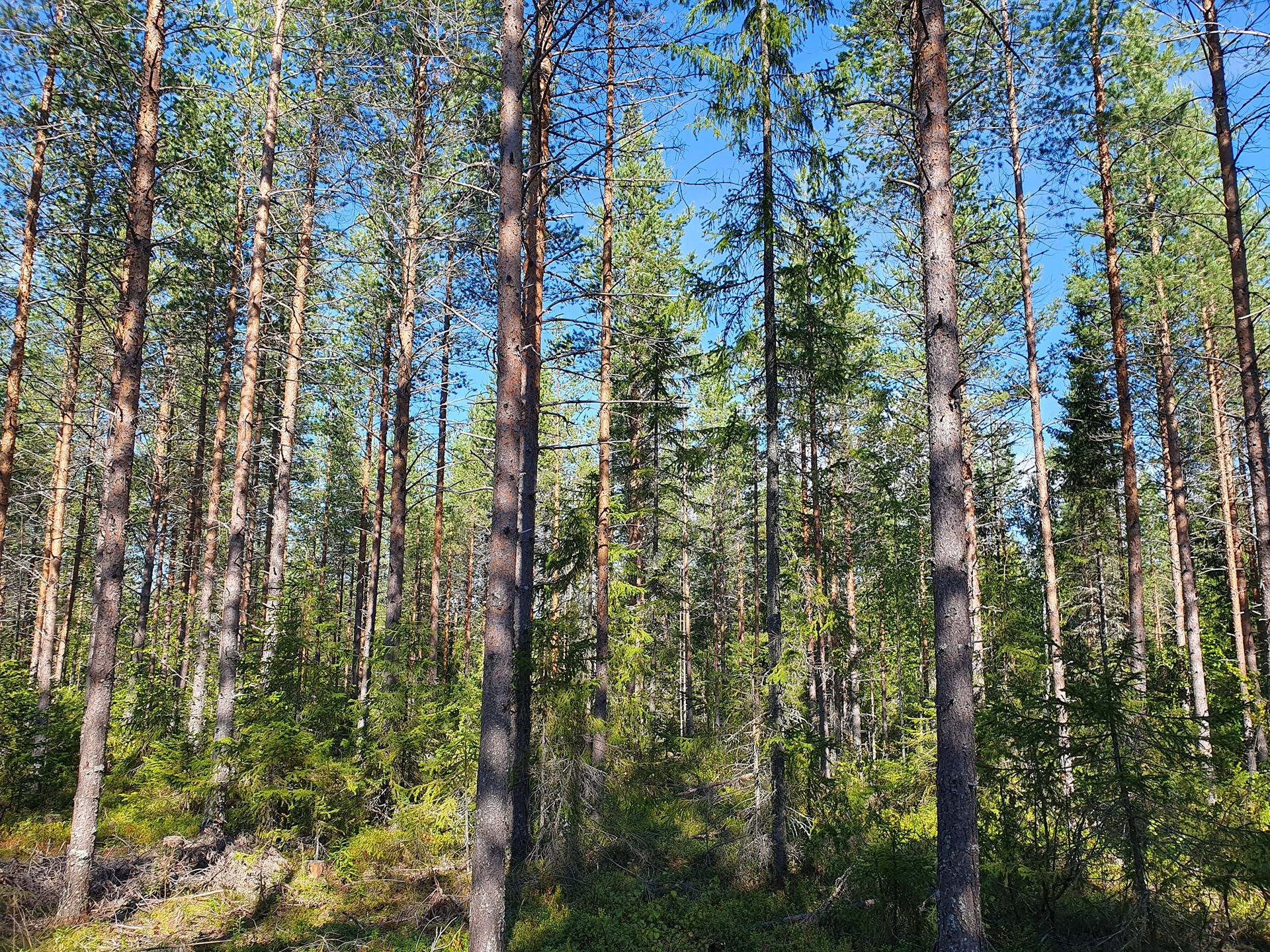 SIERAKANGAS 785-401-5-101, 27,07 ha  metsäkiinteistö Jaalangassa Oulujärven Itärannalla n. 21 km Vaalan taajamasta. 19