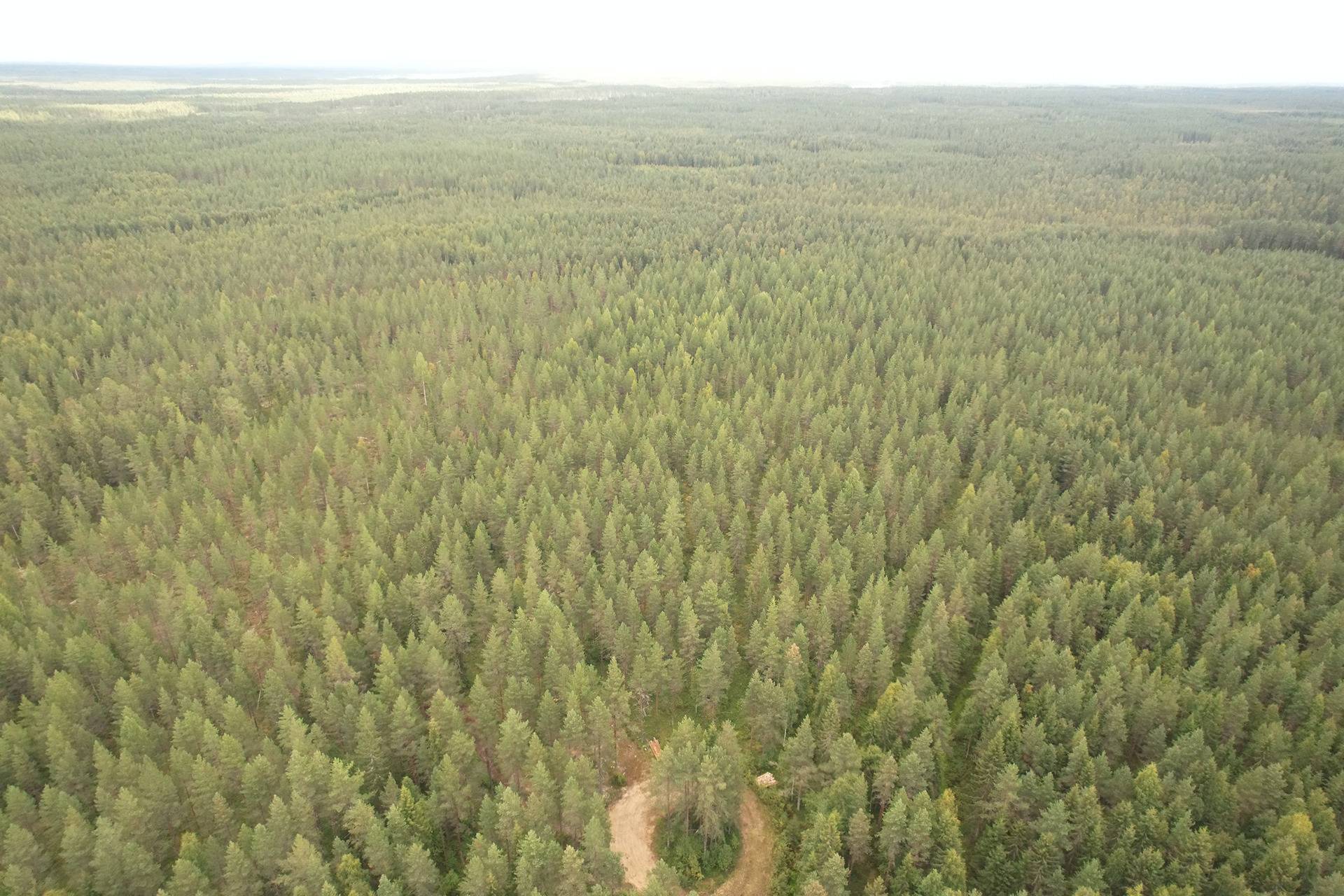 VIENOLA 785-401-5-103 30,09 ha metsäkiinteistö Jaalangan Itärannan tievarrella n. 20 km Vaalan taajamasta. 4