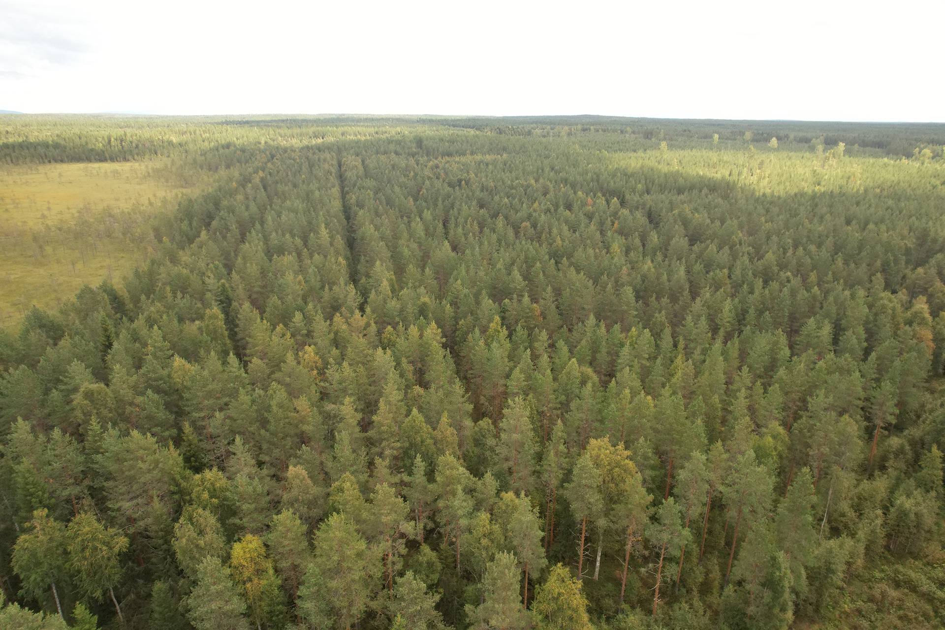 VIENOLA 785-401-5-103 30,09 ha metsäkiinteistö Jaalangan Itärannan tievarrella n. 20 km Vaalan taajamasta. 5