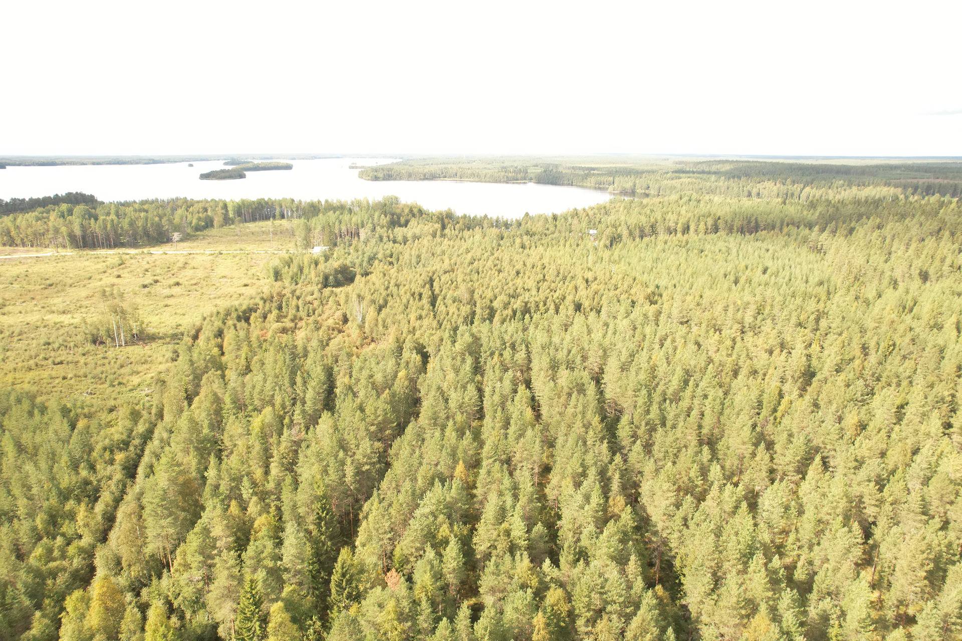 VIENOLA 785-401-5-103 30,09 ha metsäkiinteistö Jaalangan Itärannan tievarrella n. 20 km Vaalan taajamasta. 6