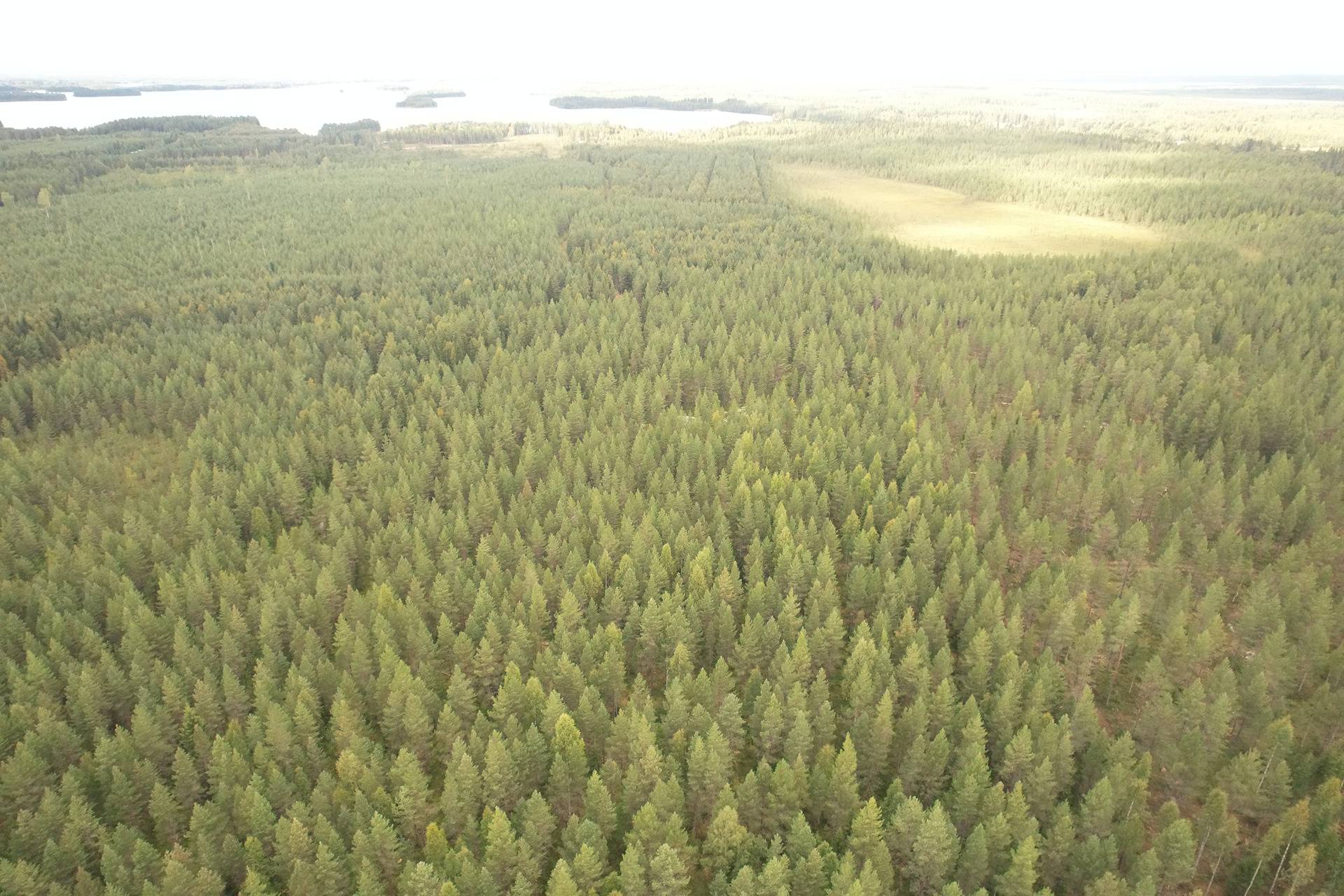 VIENOLA 785-401-5-103 30,09 ha metsäkiinteistö Jaalangan Itärannan tievarrella n. 20 km Vaalan taajamasta. 7