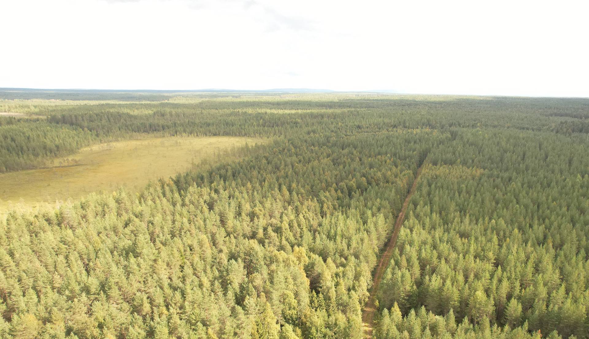 VIENOLA 785-401-5-103 30,09 ha metsäkiinteistö Jaalangan Itärannan tievarrella n. 20 km Vaalan taajamasta. 8