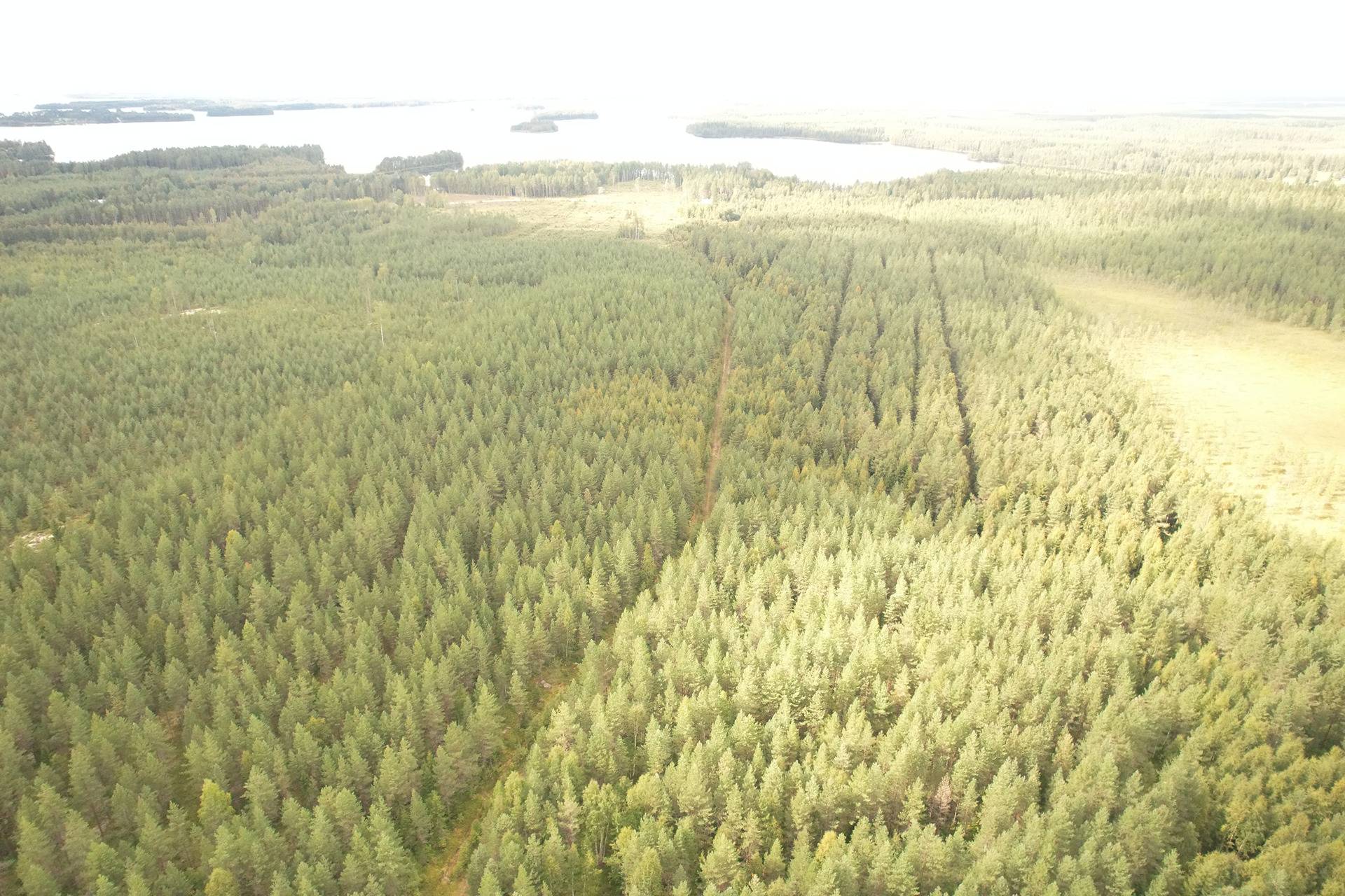 VIENOLA 785-401-5-103 30,09 ha metsäkiinteistö Jaalangan Itärannan tievarrella n. 20 km Vaalan taajamasta. 9