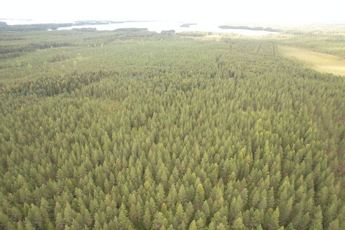 Kansikuva kohteelle VIENOLA 785-401-5-103 30,09 ha metsäkiinteistö Jaalangan Itärannan tievarrella n. 20 km Vaalan taajamasta.