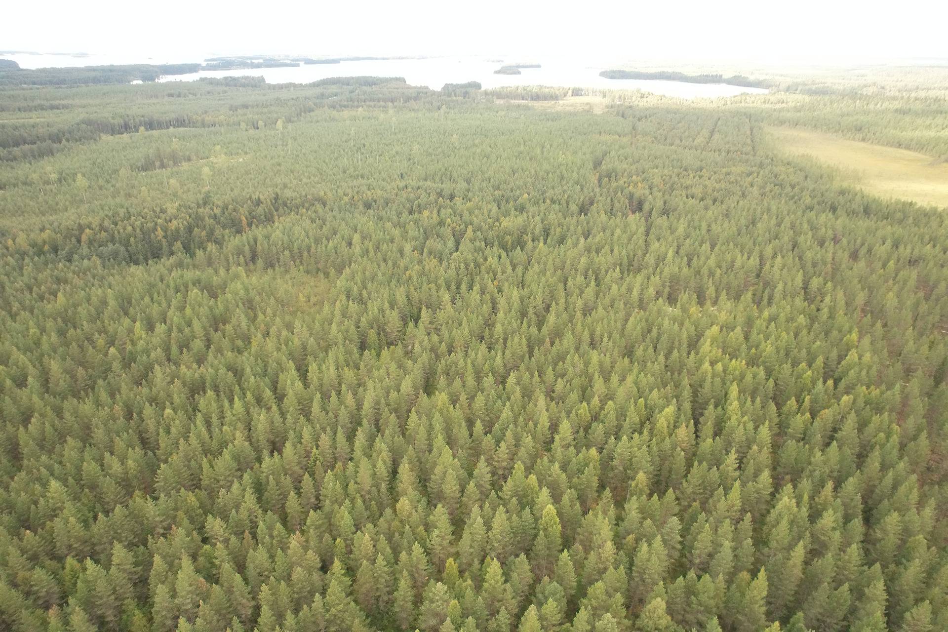 VIENOLA 785-401-5-103 30,09 ha metsäkiinteistö Jaalangan Itärannan tievarrella n. 20 km Vaalan taajamasta. 1