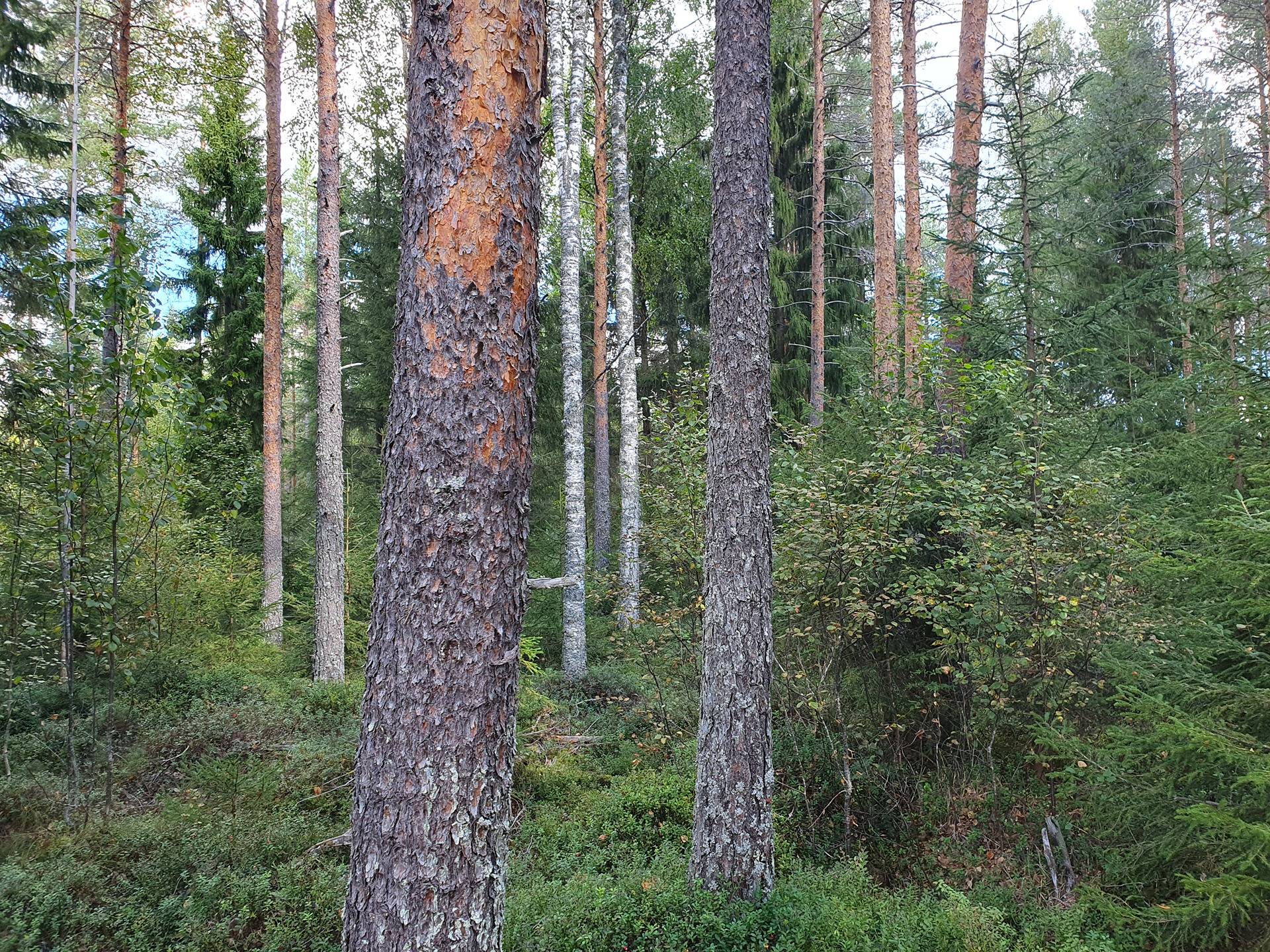 VIENOLA 785-401-5-103 30,09 ha metsäkiinteistö Jaalangan Itärannan tievarrella n. 20 km Vaalan taajamasta. 10