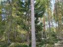 VIENOLA 785-401-5-103 30,09 ha metsäkiinteistö Jaalangan Itärannan tievarrella n. 20 km Vaalan taajamasta. 11