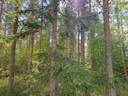 VIENOLA 785-401-5-103 30,09 ha metsäkiinteistö Jaalangan Itärannan tievarrella n. 20 km Vaalan taajamasta. 12