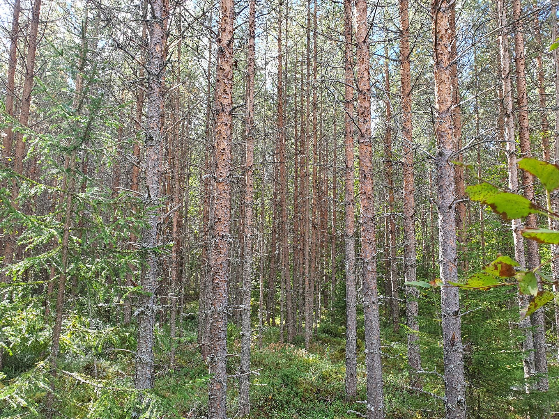 VIENOLA 785-401-5-103 30,09 ha metsäkiinteistö Jaalangan Itärannan tievarrella n. 20 km Vaalan taajamasta. 13