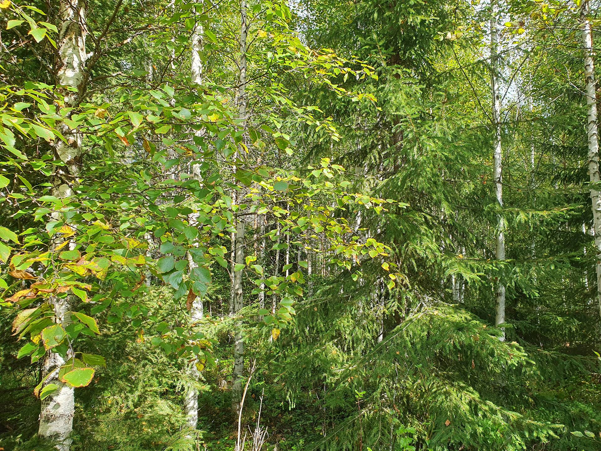 VIENOLA 785-401-5-103 30,09 ha metsäkiinteistö Jaalangan Itärannan tievarrella n. 20 km Vaalan taajamasta. 14