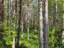 VIENOLA 785-401-5-103 30,09 ha metsäkiinteistö Jaalangan Itärannan tievarrella n. 20 km Vaalan taajamasta. 15