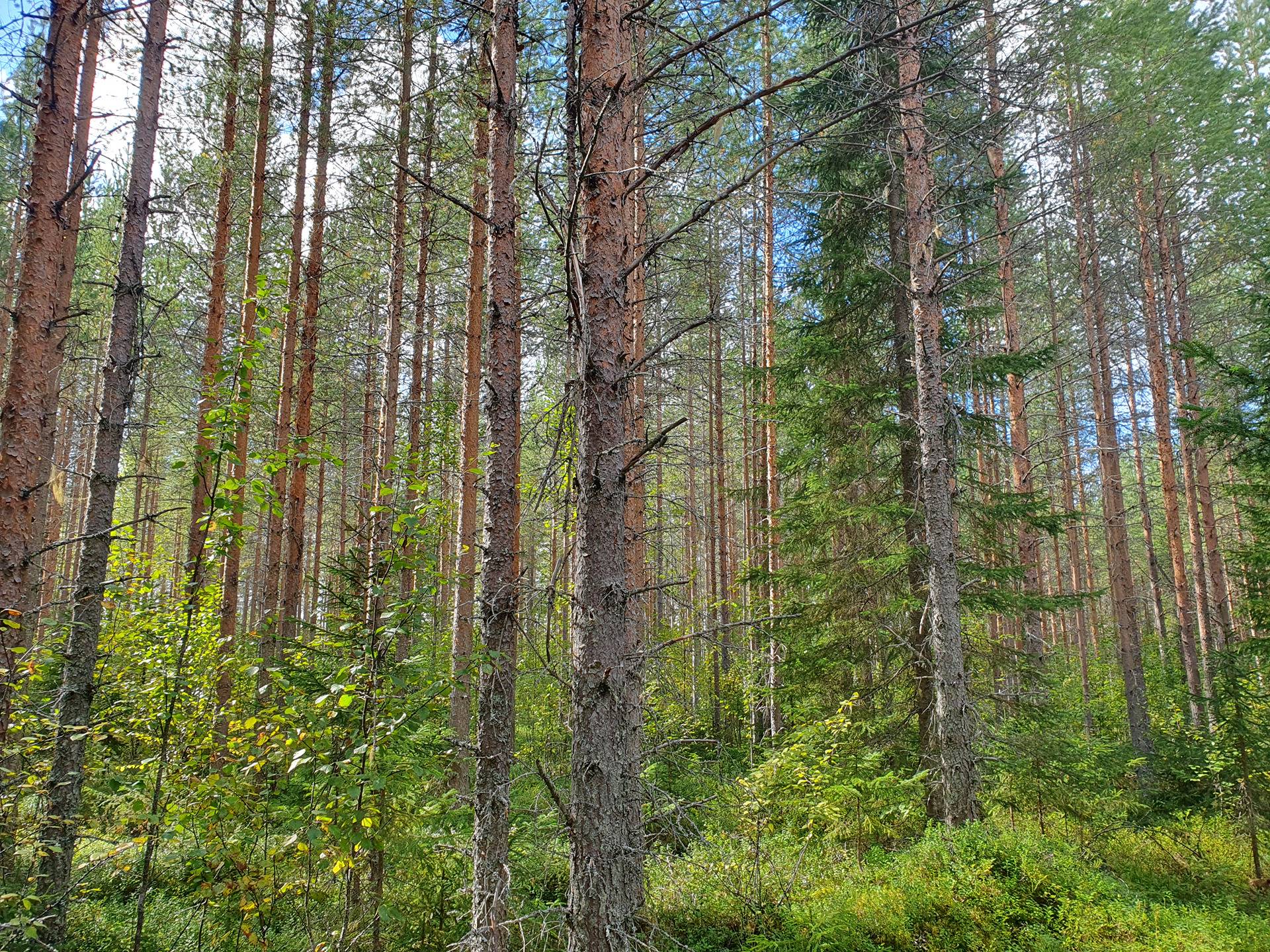 VIENOLA 785-401-5-103 30,09 ha metsäkiinteistö Jaalangan Itärannan tievarrella n. 20 km Vaalan taajamasta. 16