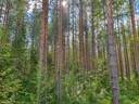 VIENOLA 785-401-5-103 30,09 ha metsäkiinteistö Jaalangan Itärannan tievarrella n. 20 km Vaalan taajamasta. 17