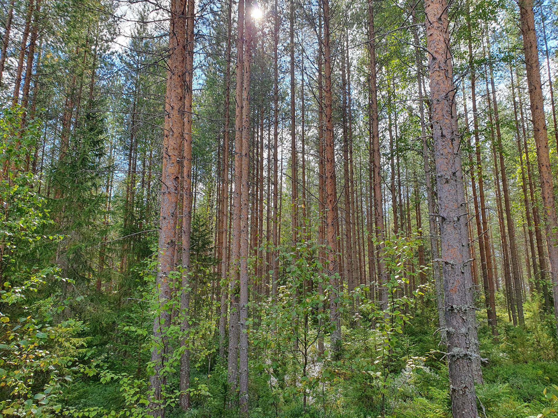 VIENOLA 785-401-5-103 30,09 ha metsäkiinteistö Jaalangan Itärannan tievarrella n. 20 km Vaalan taajamasta. 17