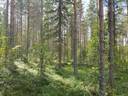 VIENOLA 785-401-5-103 30,09 ha metsäkiinteistö Jaalangan Itärannan tievarrella n. 20 km Vaalan taajamasta. 18