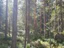 VIENOLA 785-401-5-103 30,09 ha metsäkiinteistö Jaalangan Itärannan tievarrella n. 20 km Vaalan taajamasta. 19