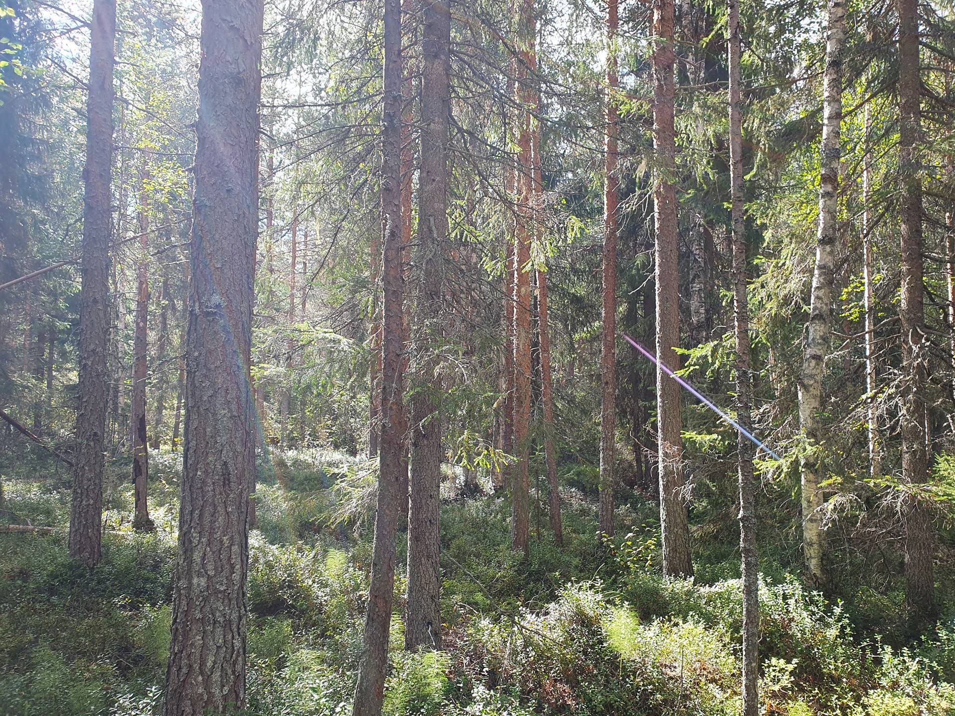 VIENOLA 785-401-5-103 30,09 ha metsäkiinteistö Jaalangan Itärannan tievarrella n. 20 km Vaalan taajamasta. 19