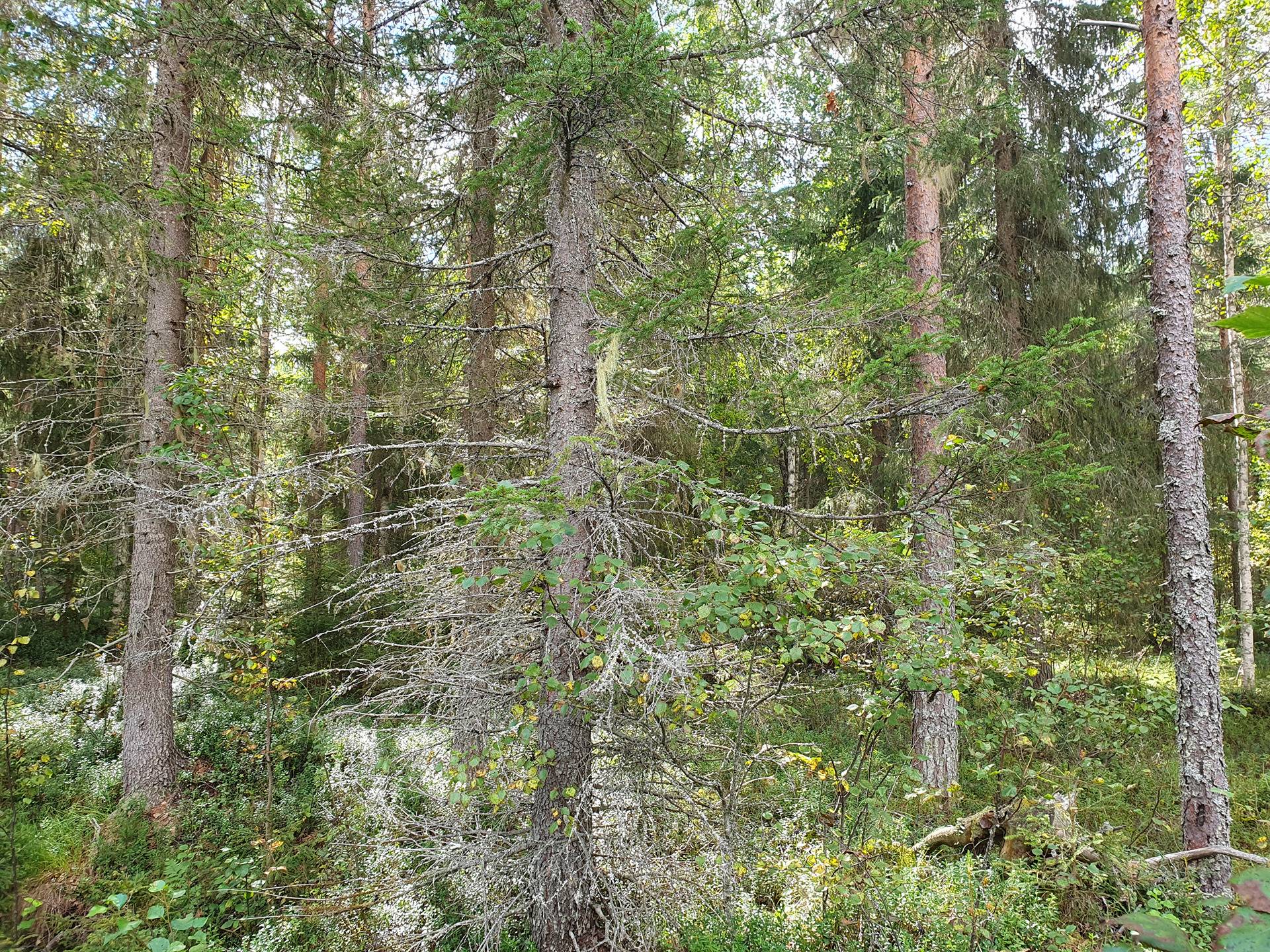 VIENOLA 785-401-5-103 30,09 ha metsäkiinteistö Jaalangan Itärannan tievarrella n. 20 km Vaalan taajamasta. 20