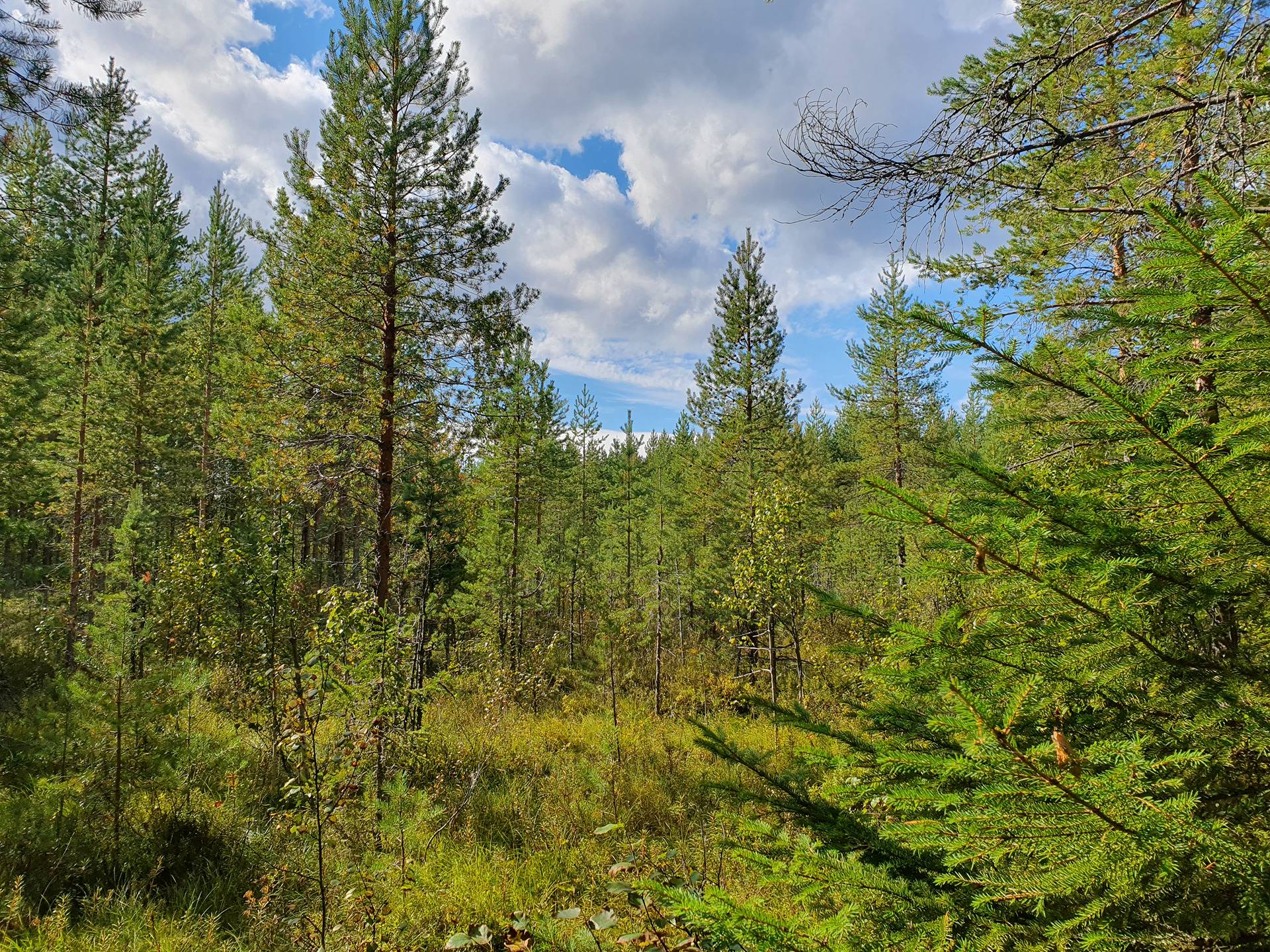 VIENOLA 785-401-5-103 30,09 ha metsäkiinteistö Jaalangan Itärannan tievarrella n. 20 km Vaalan taajamasta. 21