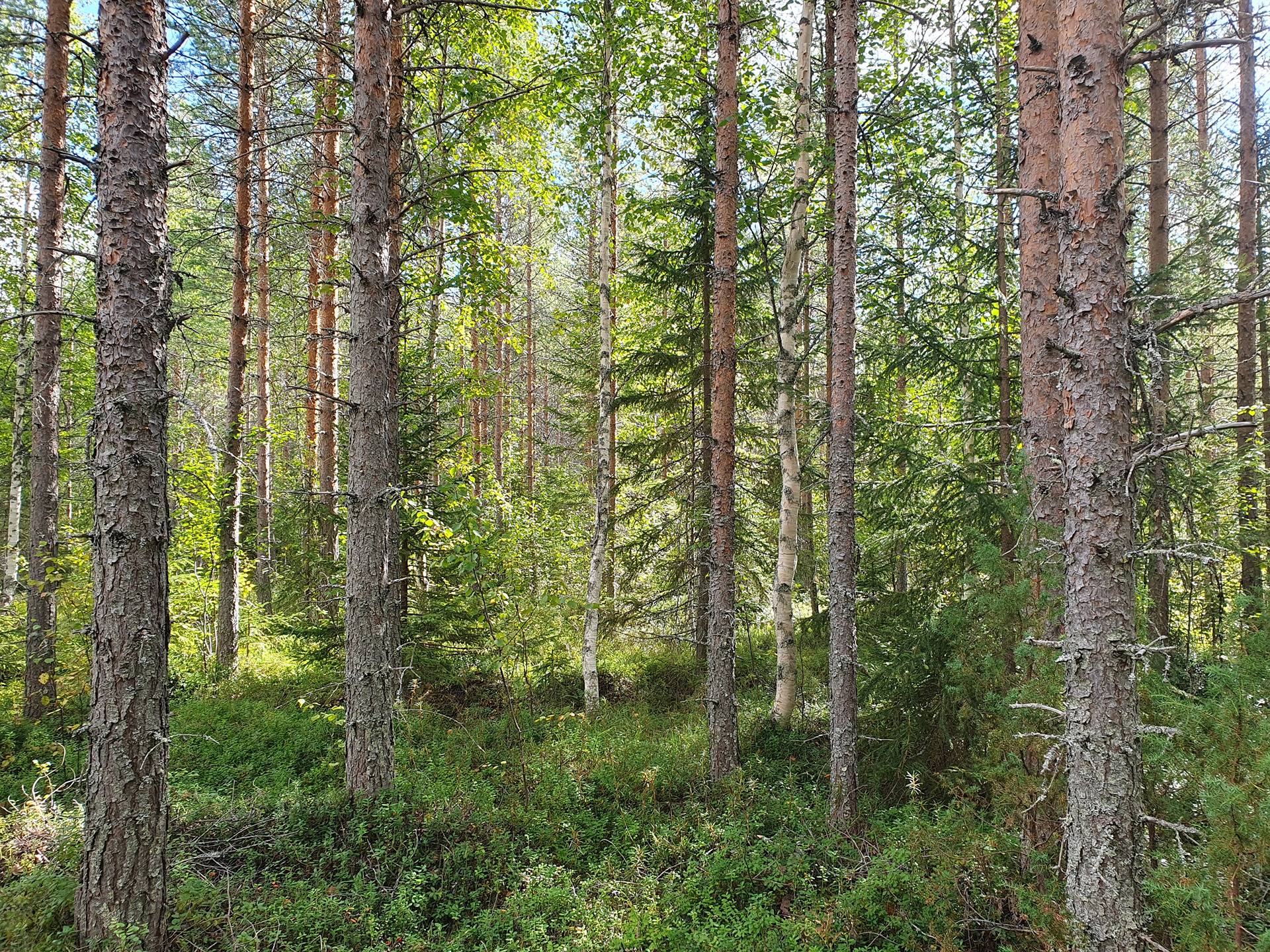VIENOLA 785-401-5-103 30,09 ha metsäkiinteistö Jaalangan Itärannan tievarrella n. 20 km Vaalan taajamasta. 23