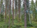 VIENOLA 785-401-5-103 30,09 ha metsäkiinteistö Jaalangan Itärannan tievarrella n. 20 km Vaalan taajamasta. 24