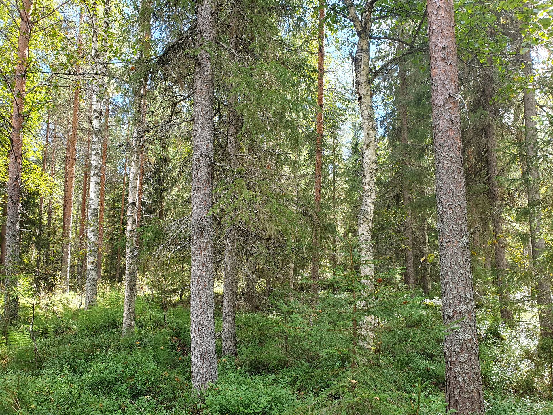 VIENOLA 785-401-5-103 30,09 ha metsäkiinteistö Jaalangan Itärannan tievarrella n. 20 km Vaalan taajamasta. 25